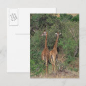 Massai Giraffe 3 Postkarte (Vorne/Hinten)
