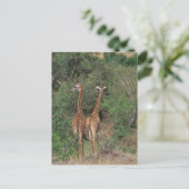 Massai Giraffe 3 Postkarte (Stehend Vorderseite)