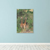 Massai Giraffe 4 Leinwanddruck (Insitu (Holzboden))