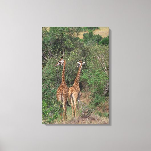 Massai Giraffe 4 Leinwanddruck (Vorderseite)
