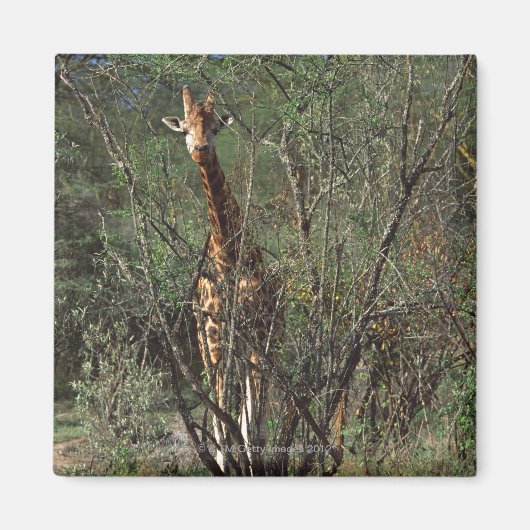 Massai Giraffe Magnet (Vorne)