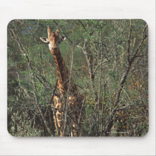 Massai Giraffe Mousepad