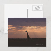 Massai Giraffe Postkarte (Vorne/Hinten)