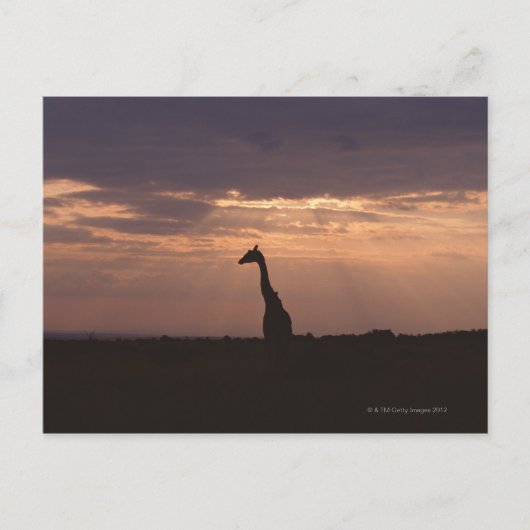 Massai Giraffe Postkarte (Vorderseite)