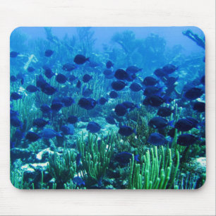 Masse der blauen Discus-Fische Mousepad