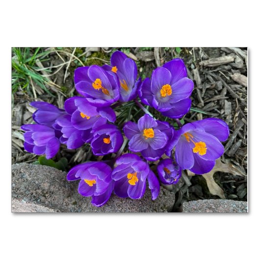 Maßgeschneiderte Blume mit Crocus floral Tischnummer (Vorderseite)