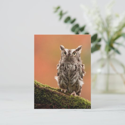 Maßgeschneiderte Eule-Karten, Postkarten, Sticker Postkarte (Stehend Vorderseite)