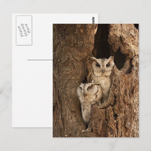 Maßgeschneiderte Eule-Karten, Postkarten, Sticker Postkarte (Vorne/Hinten)