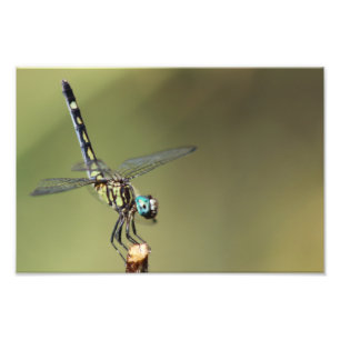 Maßgeschneiderte Print, Dragonfly mit Vortex-Augen Fotodruck
