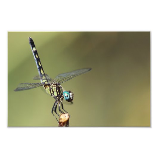 Maßgeschneiderte Print, Dragonfly mit Vortex-Augen Fotodruck (Vorne)