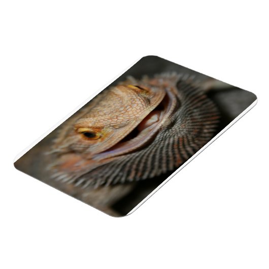 Maßgeschneiderter Bartdrache Magnet (Linke Seite)