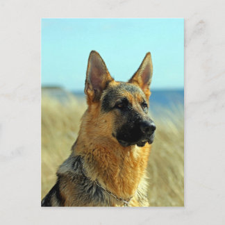 Maßgeschneiderter Hund Postkarte