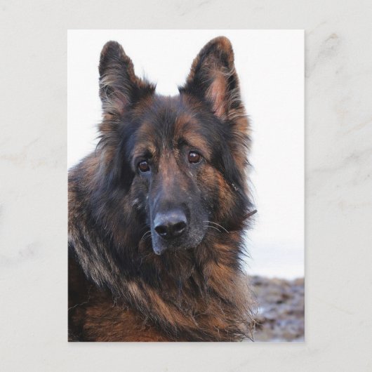 Maßgeschneiderter Hund Postkarte (Vorderseite)