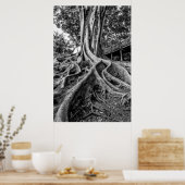 Massive Gummibaumwurzeln Poster (Küche)