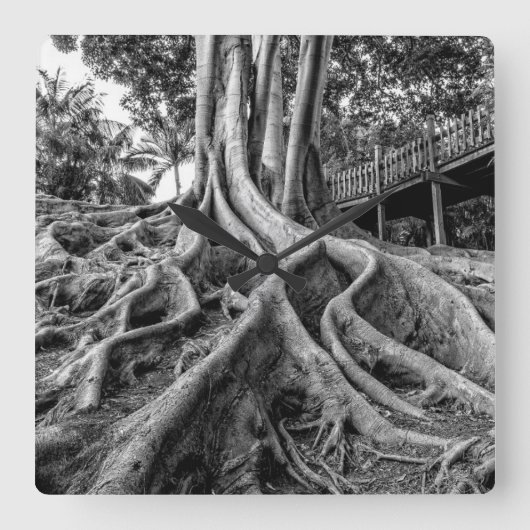 Massive Gummibaumwurzeln Quadratische Wanduhr (Vorderseite)