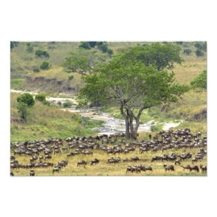 Massive Wildebeest-Herde während der Migration, Fotodruck