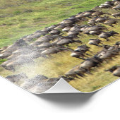 Massiver Wildbestand während der Migration, Fotodruck (Ecke)