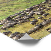 Massiver Wildbestand während der Migration, Poster (Ecke)