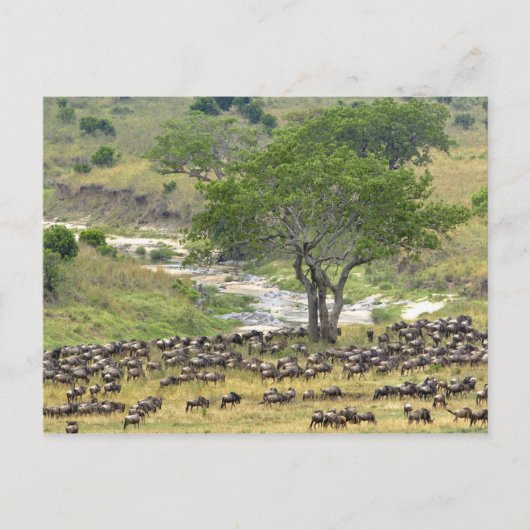 Massiver Wildbestand während der Migration, Postkarte (Vorderseite)