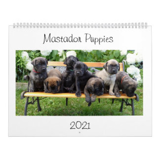 Mastador Puppies-Kalender Kalender
