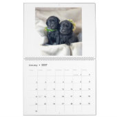 Mastador Puppies-Kalender Kalender (Jan 2027)