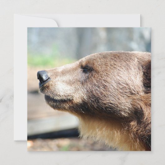 Master Bruin (Vorderseite)