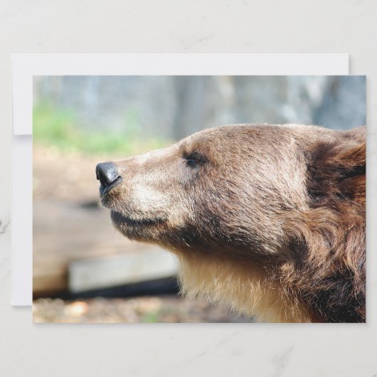 Master Bruin (Vorderseite)