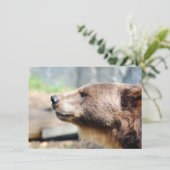 Master Bruin (Stehend Vorderseite)