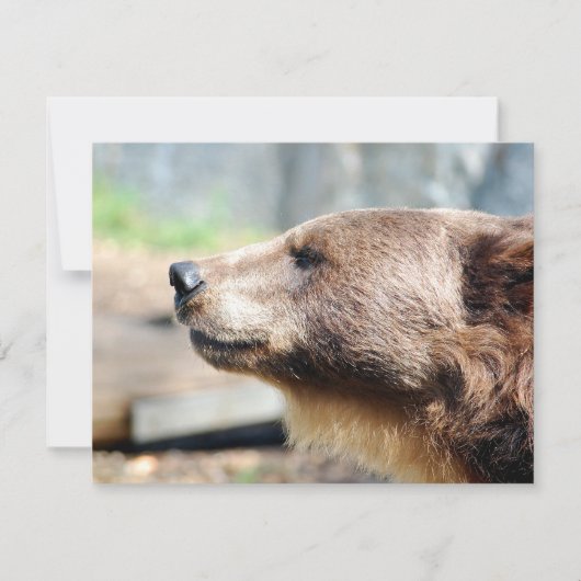 Master Bruin (Vorderseite)