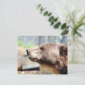 Master Bruin (Stehend Vorderseite)