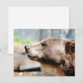 Master Bruin (Vorne/Hinten)