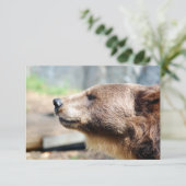 Master Bruin (Stehend Vorderseite)