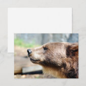 Master Bruin (Vorne/Hinten)