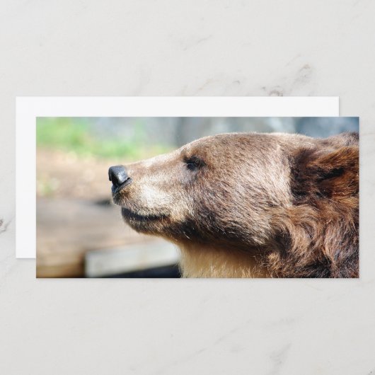 Master Bruin (Vorne/Hinten)