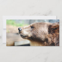 Master Bruin