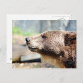 Master Bruin Postkarte (Vorne/Hinten)