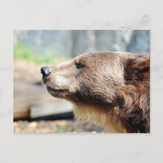 Master Bruin Postkarte