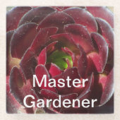 Master Gardener Coastal Pflanze Foto Red Succulent Glasuntersetzer (Vorderseite)