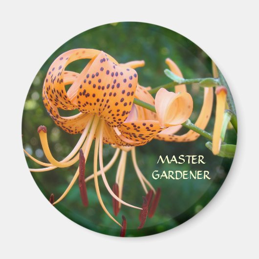 MASTER GARDENER Magnet Orange Tiger Lilies Magnete (Vorne)