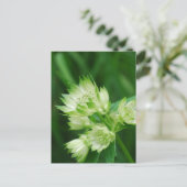 Masterwort Postkarte (Stehend Vorderseite)