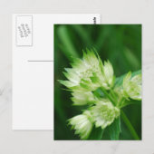 Masterwort Postkarte (Vorne/Hinten)