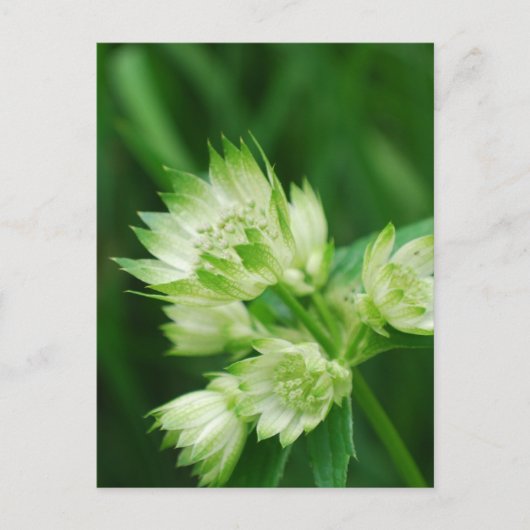 Masterwort Postkarte (Vorderseite)