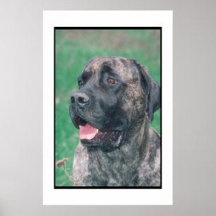 Mastiff-Brindle Plakat