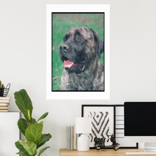 Mastiff Brindle Poster (Heimbüro)