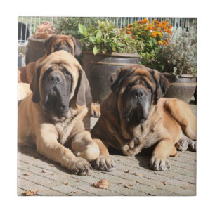 Mastiff  englische Dogge Fliese