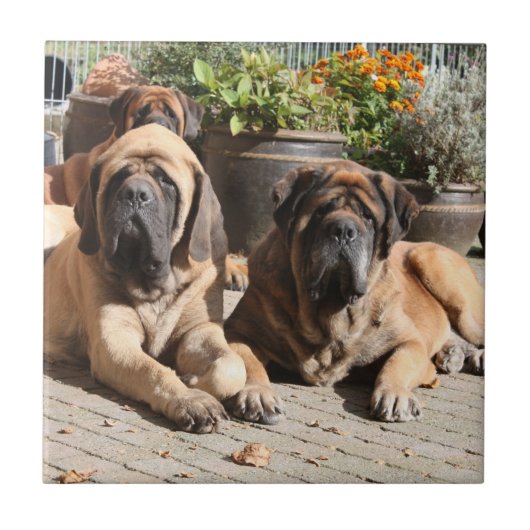 Mastiff  englische Dogge Fliese (Vorderseite)
