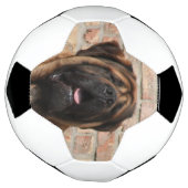 Mastiff englische Dogge Fußball (Gedreht)