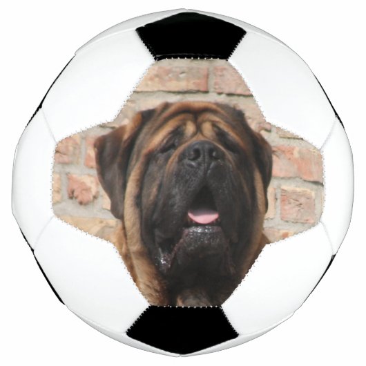 Mastiff englische Dogge Fußball (Vorderseite)