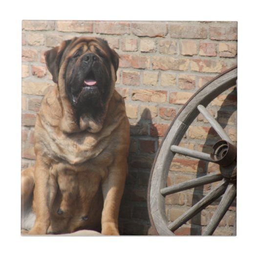 Mastiff englische Dogge Urlaub Fliese (Vorderseite)
