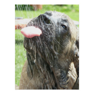 Mastiff englische Dogge Vatertag Poster